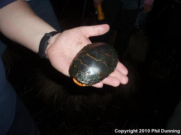 Eastern Painted Turtle (Chrysemys picta picta)