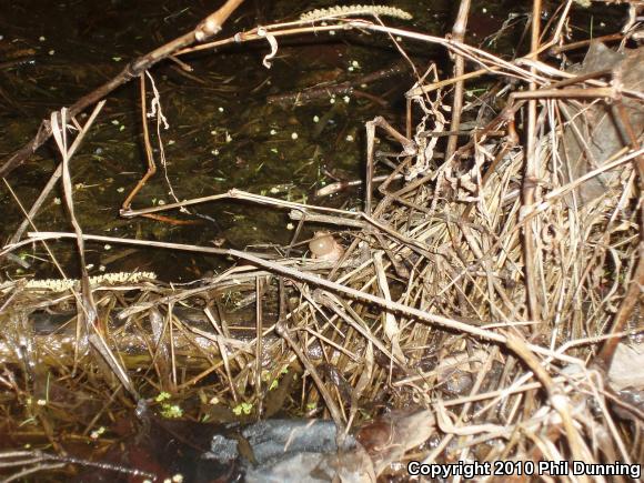 Spring Peeper (Pseudacris crucifer)