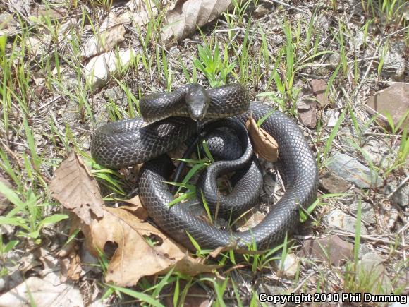 Eastern Ratsnake (Pantherophis alleghaniensis)