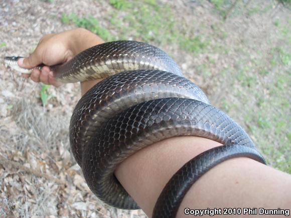 Eastern Ratsnake (Pantherophis alleghaniensis)