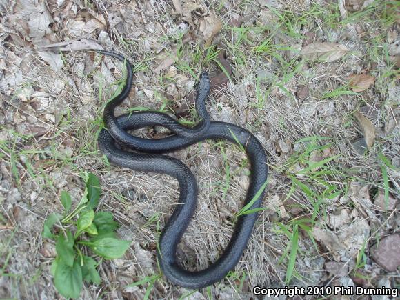 Eastern Ratsnake (Pantherophis alleghaniensis)