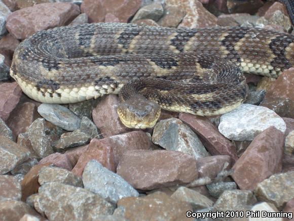 Timber Rattlesnake (Crotalus horridus)