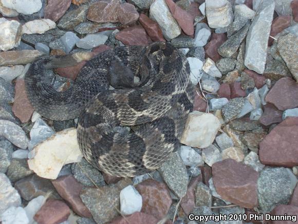 Timber Rattlesnake (Crotalus horridus)