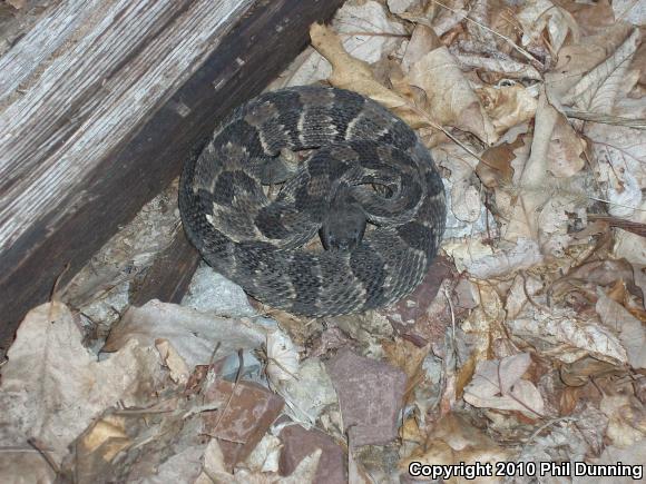 Timber Rattlesnake (Crotalus horridus)