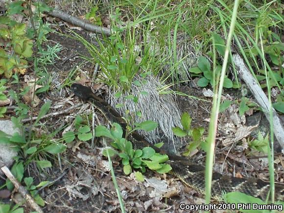 Timber Rattlesnake (Crotalus horridus)