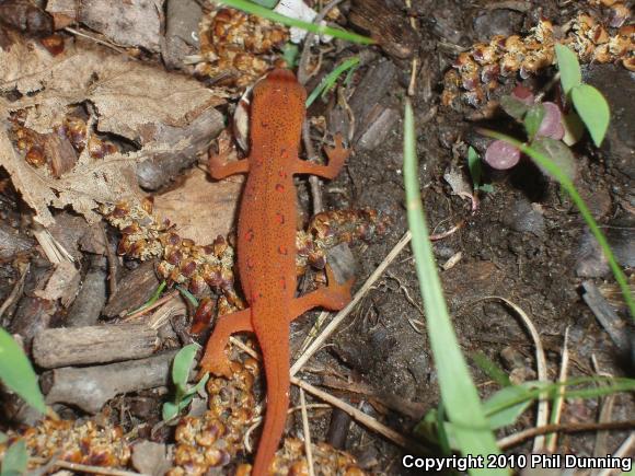 Red-Spotted Newt (Notophthalmus viridescens viridescens)