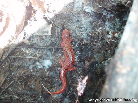 Northern Red Salamander (Pseudotriton ruber ruber)