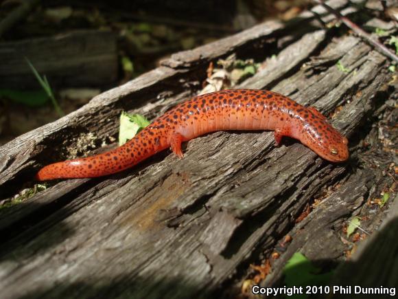 Northern Red Salamander (Pseudotriton ruber ruber)