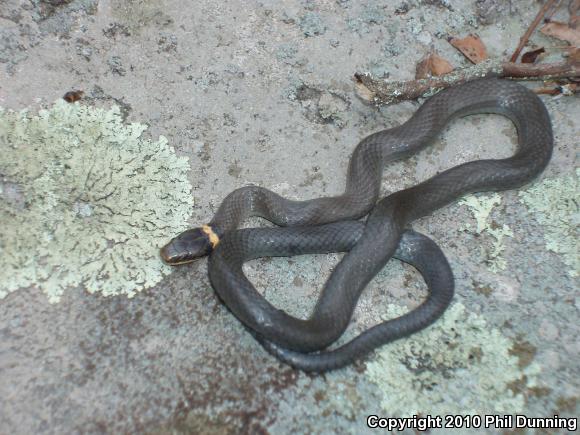 Northern Ring-necked Snake (Diadophis punctatus edwardsii)