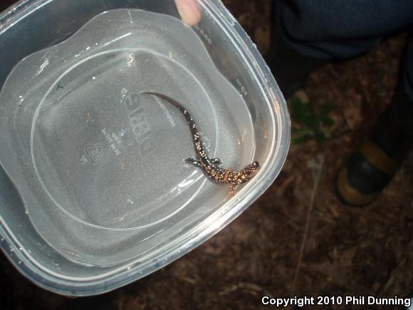 Northern Slimy Salamander (Plethodon glutinosus)