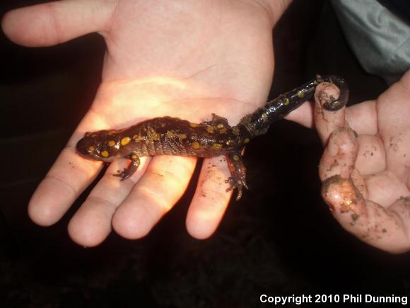 Spotted Salamander (Ambystoma maculatum)