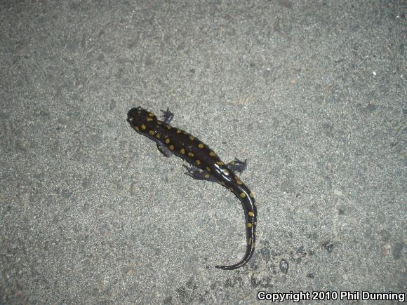 Spotted Salamander (Ambystoma maculatum)