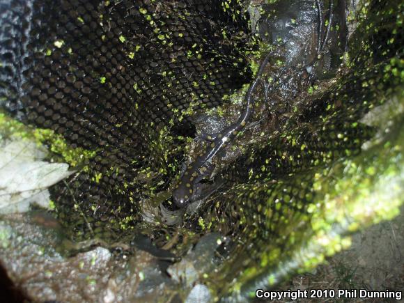 Spotted Salamander (Ambystoma maculatum)