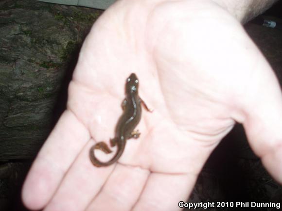 Eastern Newt (Notophthalmus viridescens)