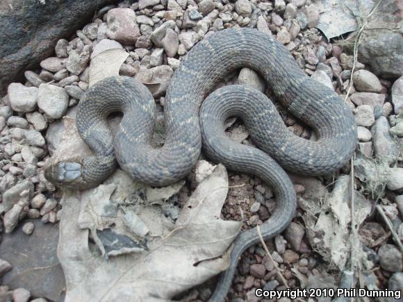 Northern Watersnake (Nerodia sipedon)