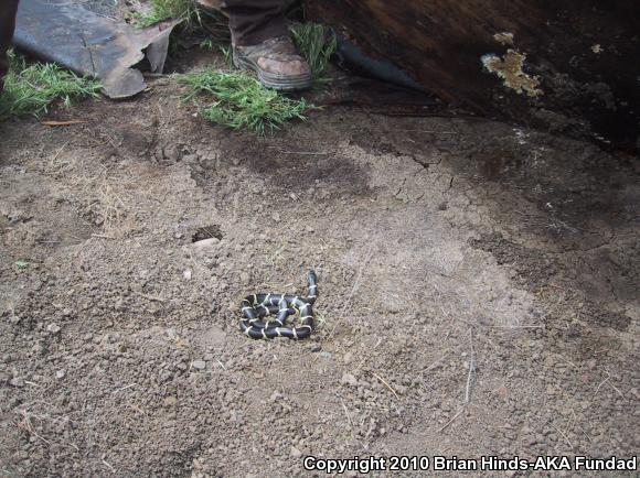 California Kingsnake (Lampropeltis getula californiae)