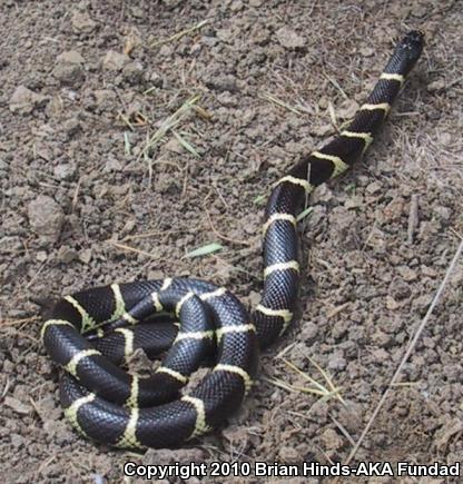 California Kingsnake (Lampropeltis getula californiae)