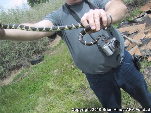 California Kingsnake (Lampropeltis getula californiae)