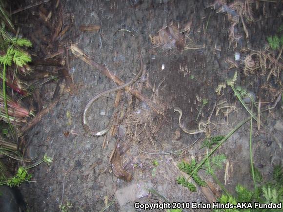 Western Yellow-bellied Racer (Coluber constrictor mormon)