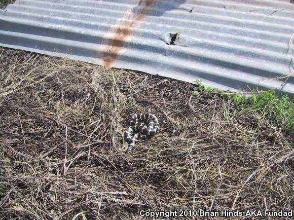 California Kingsnake (Lampropeltis getula californiae)