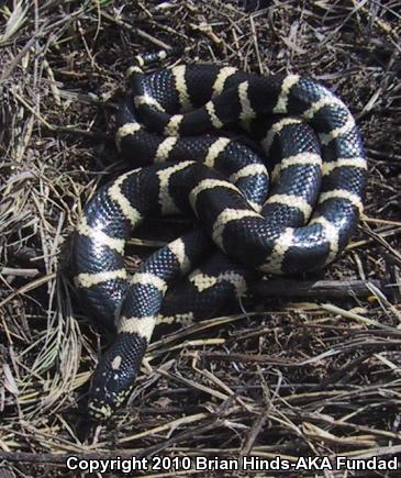 California Kingsnake (Lampropeltis getula californiae)