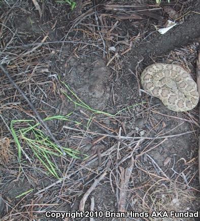 Northern Pacific Rattlesnake (Crotalus oreganus oreganus)