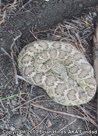 Northern Pacific Rattlesnake (Crotalus oreganus oreganus)