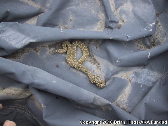 Pacific Gopher Snake (Pituophis catenifer catenifer)