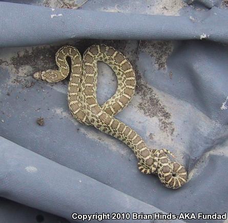 Pacific Gopher Snake (Pituophis catenifer catenifer)