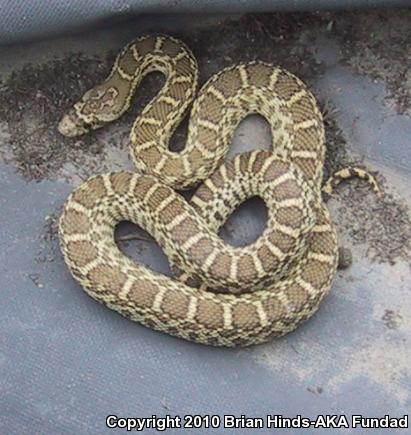 Pacific Gopher Snake (Pituophis catenifer catenifer)