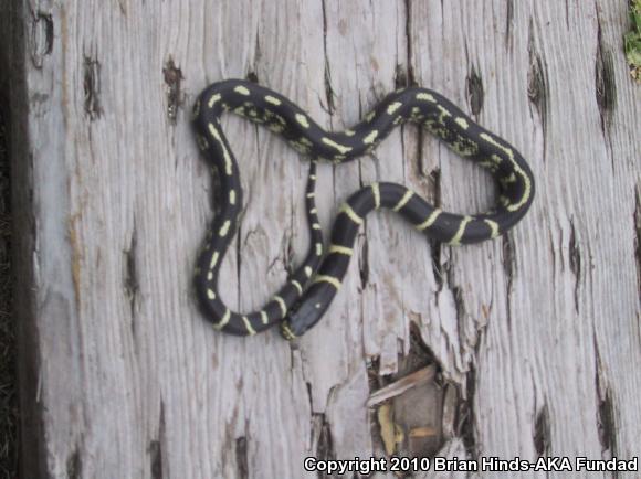 California Kingsnake (Lampropeltis getula californiae)