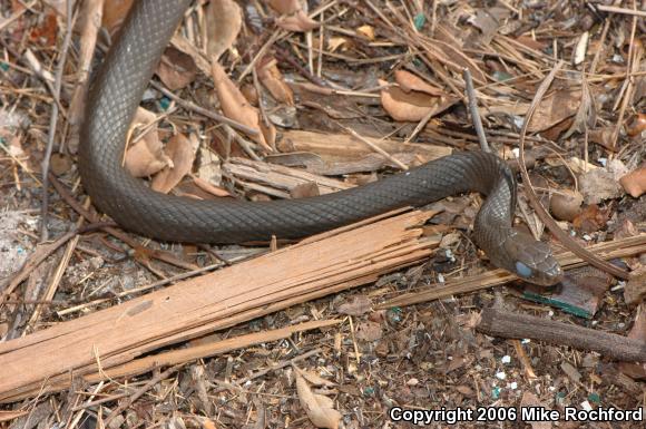 North American Racer (Coluber constrictor)