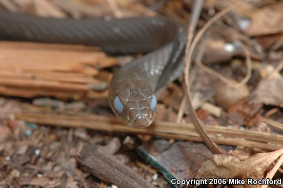 North American Racer (Coluber constrictor)