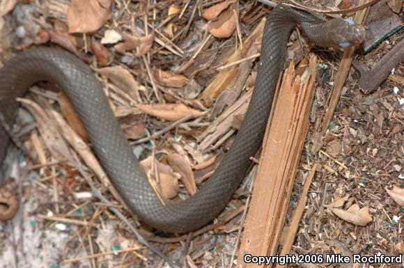 North American Racer (Coluber constrictor)