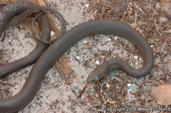 North American Racer (Coluber constrictor)