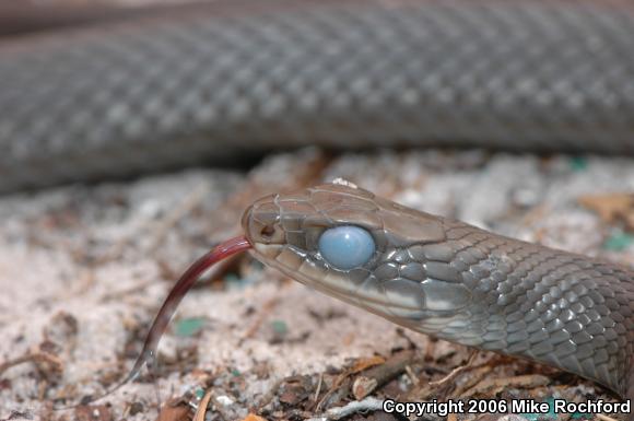 North American Racer (Coluber constrictor)