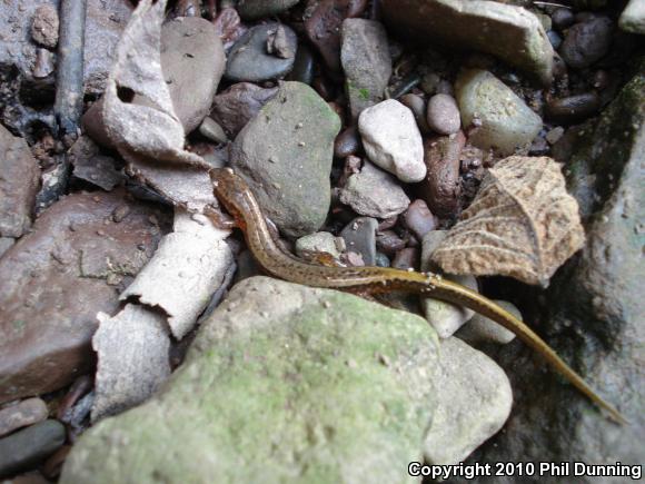 Northern Two-lined Salamander (Eurycea bislineata)