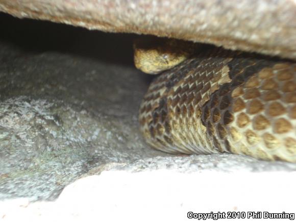 Timber Rattlesnake (Crotalus horridus)