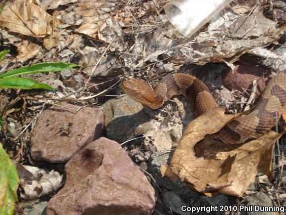 Northern  Copperhead (Agkistrodon contortrix mokasen)