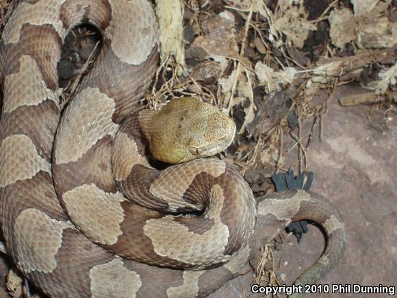 Northern  Copperhead (Agkistrodon contortrix mokasen)