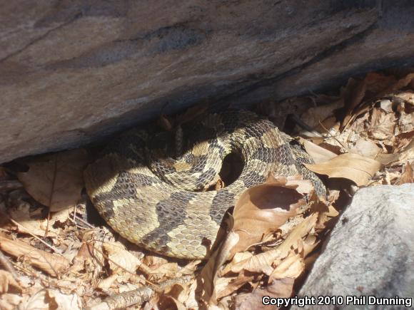 Timber Rattlesnake (Crotalus horridus)