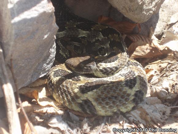 Timber Rattlesnake (Crotalus horridus)