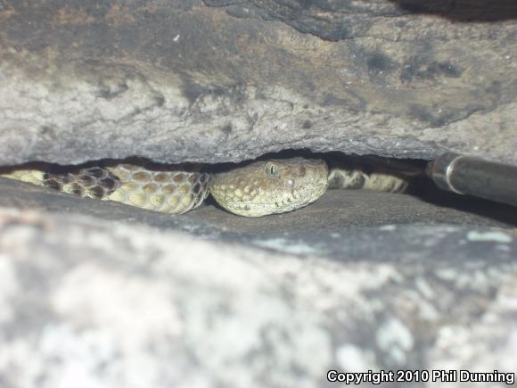 Timber Rattlesnake (Crotalus horridus)