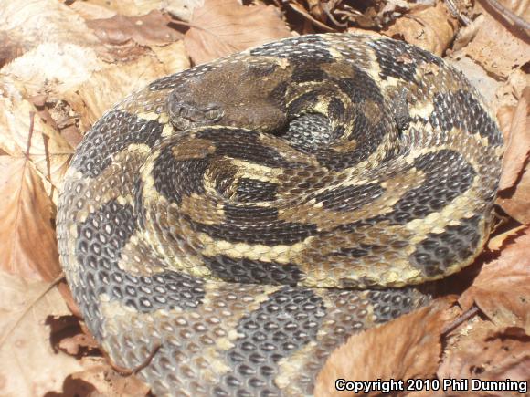 Timber Rattlesnake (Crotalus horridus)