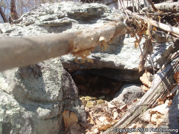 Timber Rattlesnake (Crotalus horridus)