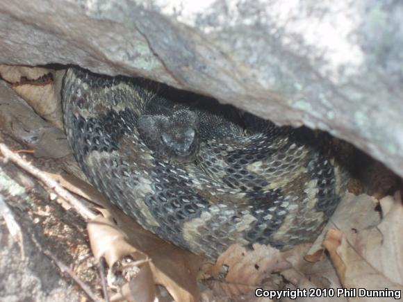 Timber Rattlesnake (Crotalus horridus)