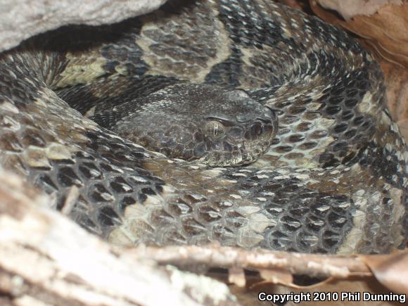 Timber Rattlesnake (Crotalus horridus)