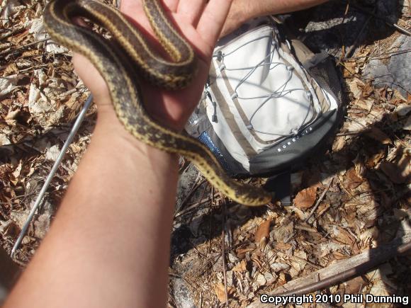 Eastern Gartersnake (Thamnophis sirtalis sirtalis)