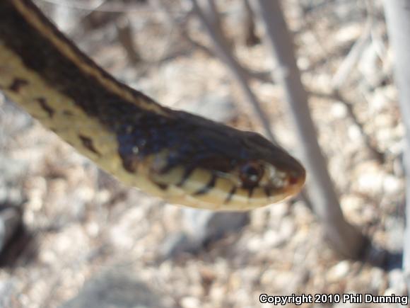 Eastern Gartersnake (Thamnophis sirtalis sirtalis)