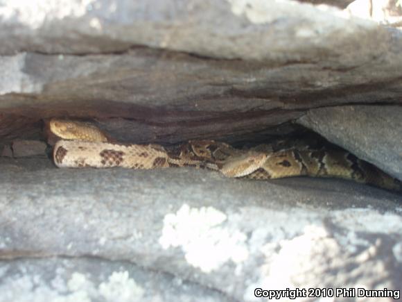 Timber Rattlesnake (Crotalus horridus)